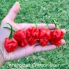 KS Crimson Starr Pepper Seeds - Hot Pepper Variety - Garden Seeds