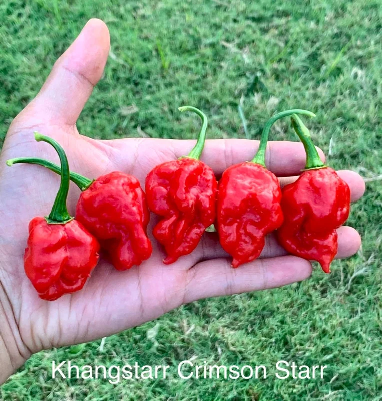 KS Crimson Starr Pepper Seeds - Hot Pepper Variety - Garden Seeds