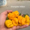 KS Khangsta Yellow Pepper Seeds - Heirloom Vegetable Seeds