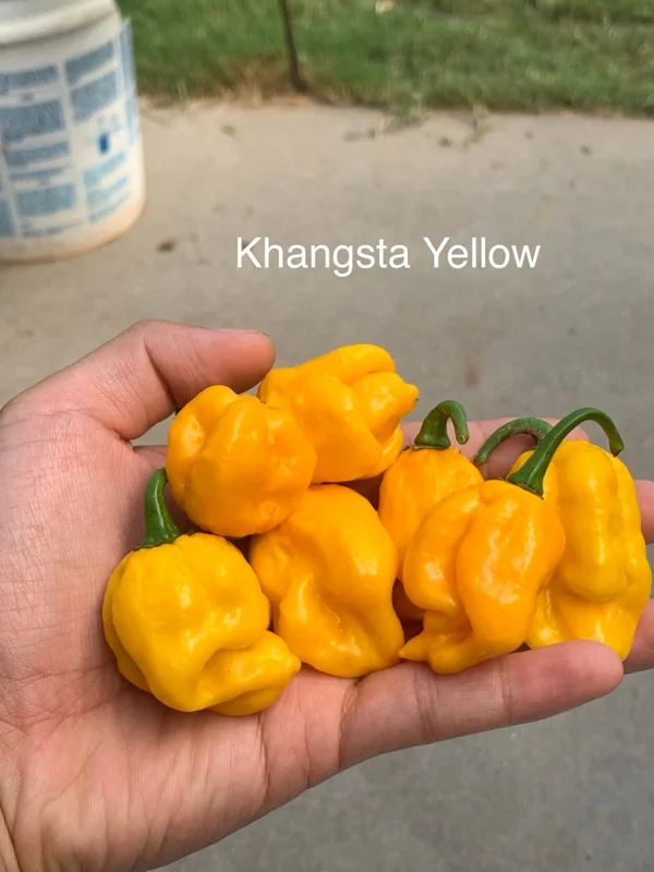 KS Khangsta Yellow Pepper Seeds - Heirloom Vegetable Seeds
