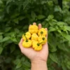 KS Lemon Starburst Pepper Seeds - Rare & Unique Variety