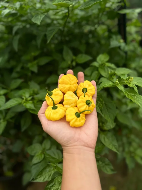 KS Lemon Starburst Pepper Seeds - Rare & Unique Variety