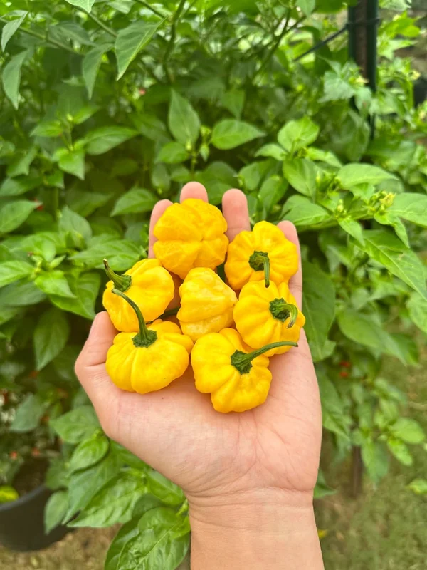 KS Lemon Starburst Pepper Seeds - Rare & Unique Variety