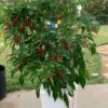 KS Lingria Pepper Seeds - Ornamental & Edible Variety