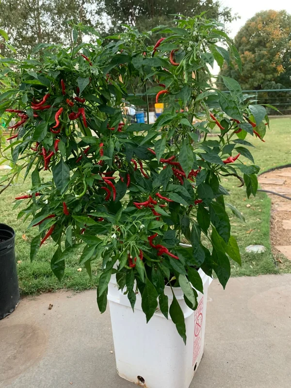 KS Lingria Pepper Seeds - Ornamental & Edible Variety