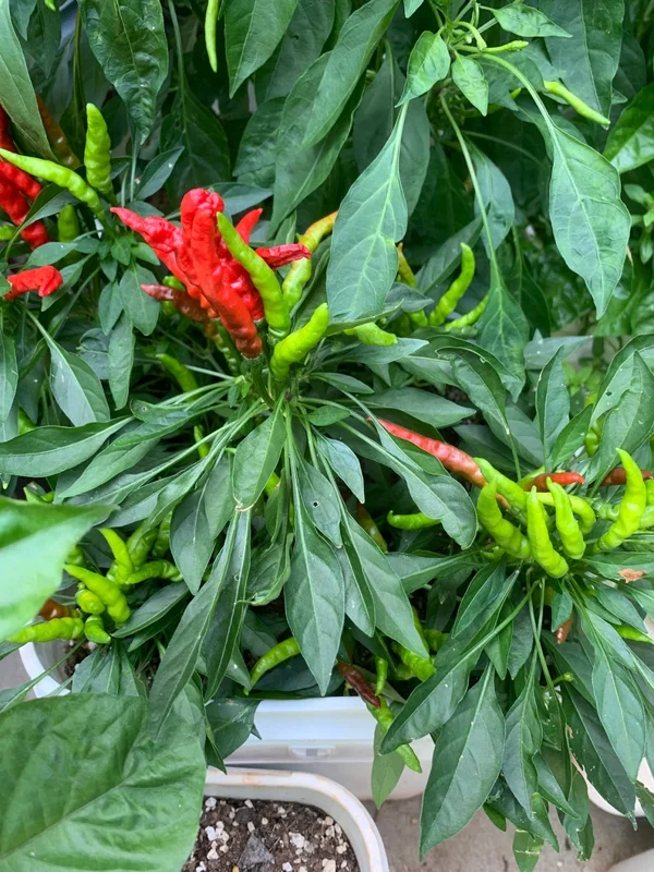 KS Lingria Pepper Seeds - Ornamental & Edible Variety