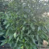 KS Linzo Chocolate Pepper Seeds - Rare Hot Pepper Variety