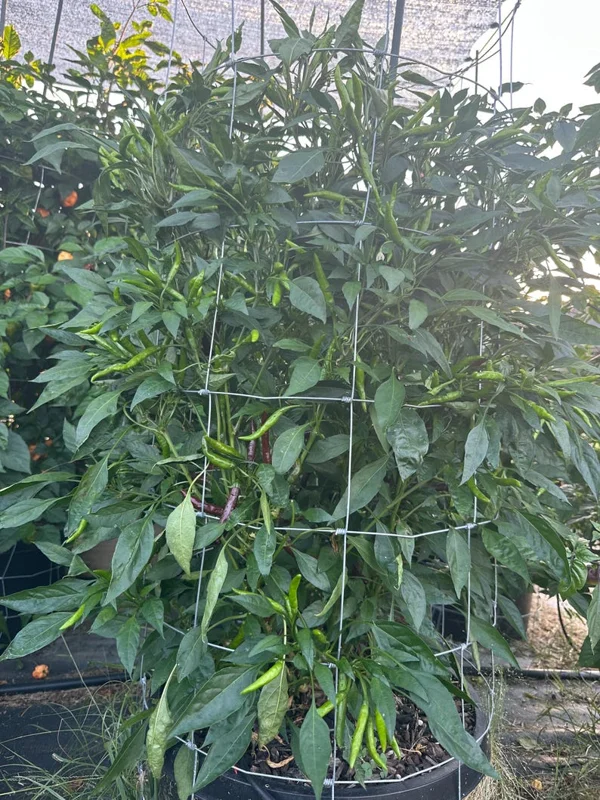 KS Linzo Chocolate Pepper Seeds - Rare Hot Pepper Variety