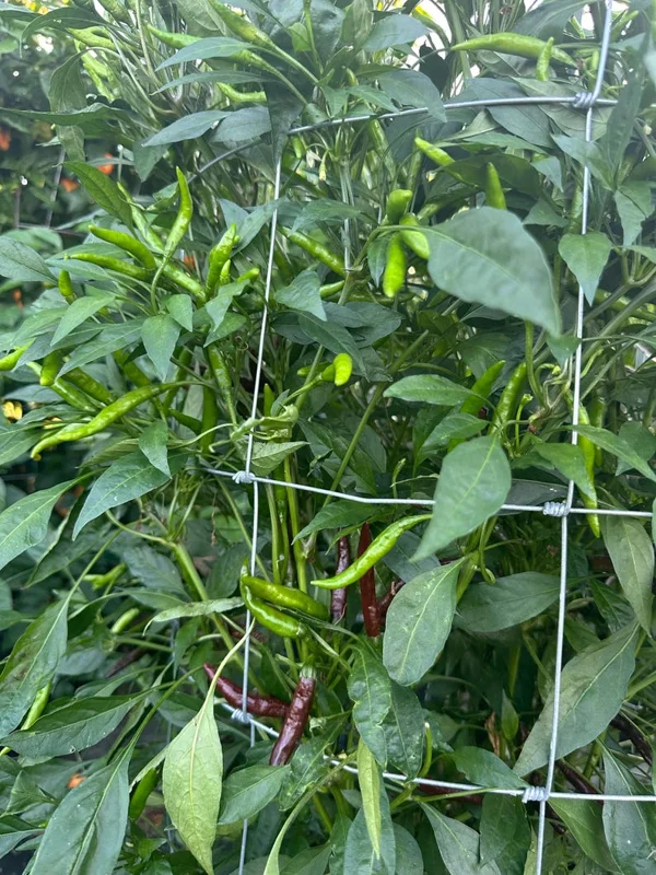 KS Linzo Chocolate Pepper Seeds - Rare Hot Pepper Variety