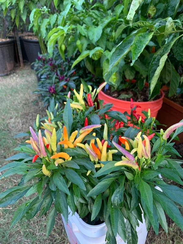 KS Queenhi Pepper Seeds - Hot Pepper Seeds - Organic - 12+ Seeds