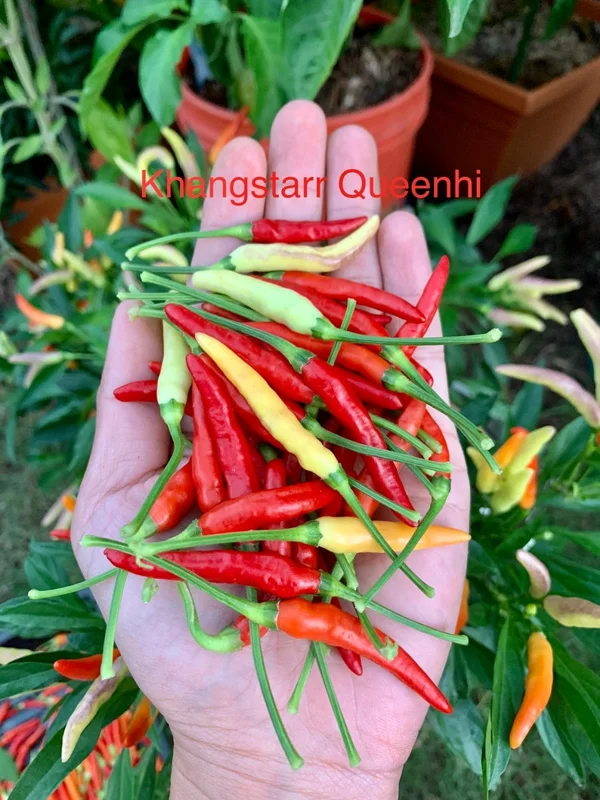 KS Queenhi Pepper Seeds - Hot Pepper Seeds - Organic - 12+ Seeds