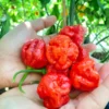 KS Scarlet Rose Pepper Seeds - Heirloom Variety for Spicy Gardens