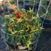 KS Snow Queen Pepper Seeds - Thai Pepper Variety