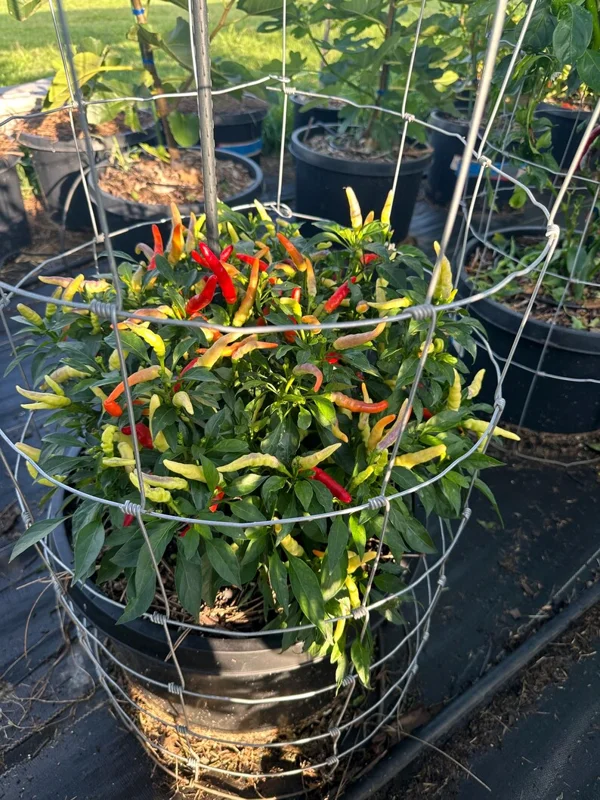 KS Snow Queen Pepper Seeds - Thai Pepper Variety