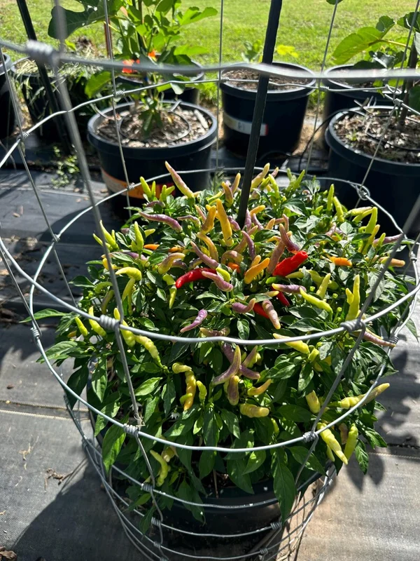 KS Snow Queen Pepper Seeds - Thai Pepper Variety