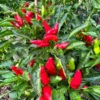 KS StarrGazer Pepper Seeds - Hot Pepper Seeds - Garden Seed Starter