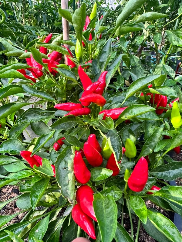 KS StarrGazer Pepper Seeds - Hot Pepper Seeds - Garden Seed Starter