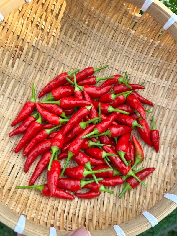 KS StarrGazer Pepper Seeds - Hot Pepper Seeds - Garden Seed Starter