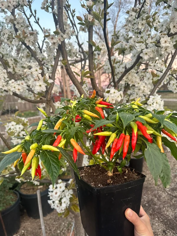 KS Starrling Pepper Seeds - Thai Flavor, Open Pollinated Vegetable Seeds