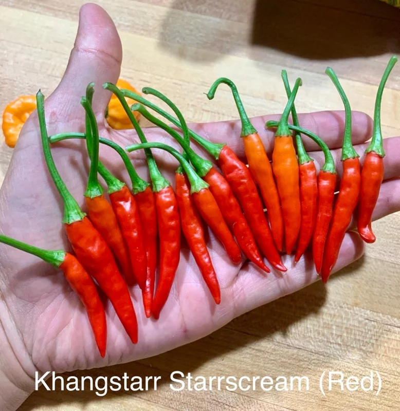 KS Starrscream Red Pepper Seeds - Heirloom Variety