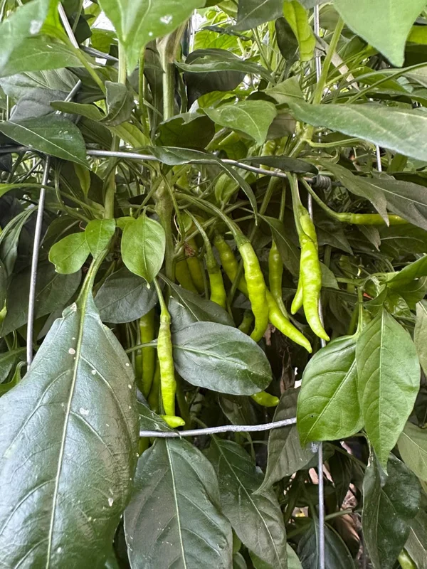 KS Starrscream Red Pepper Seeds - Heirloom Variety