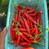 KS White Thai Pepper Seeds - Hot Pepper Variety - 12+ Seeds
