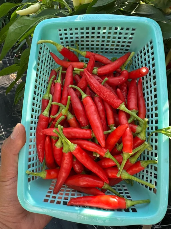 KS White Thai Pepper Seeds - Hot Pepper Variety - 12+ Seeds