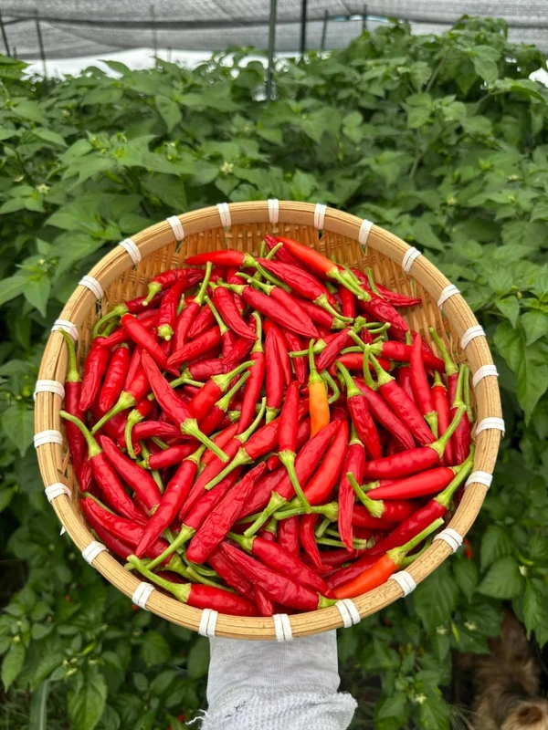KS White Thai Pepper Seeds - Hot Pepper Variety - 12+ Seeds