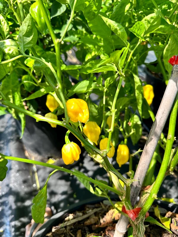 KS Yellow Flame Pepper Seeds - Hot Pepper Seeds for Your Garden