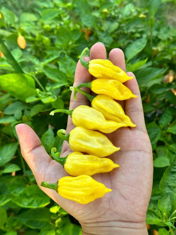 KS Yellow Flame Pepper Seeds - Hot Pepper Seeds for Your Garden