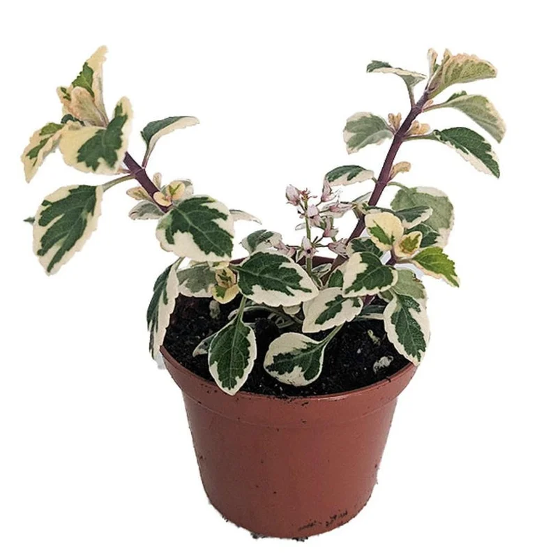 Kandy Kisses Plant Hemizygia - 2.5 Inch Pot - Rare Blooms