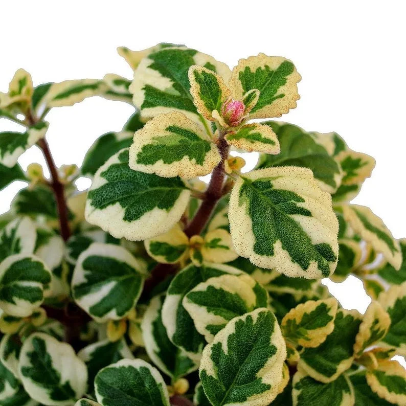 Kandy Kisses Plant Hemizygia - 2.5 Inch Pot - Rare Blooms