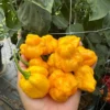 Kokomo Bonnet Pepper Seeds - Super Hot Variety - 12+ Seeds