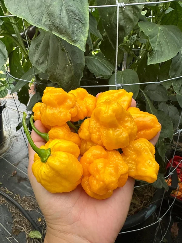 Kokomo Bonnet Pepper Seeds - Super Hot Variety - 12+ Seeds