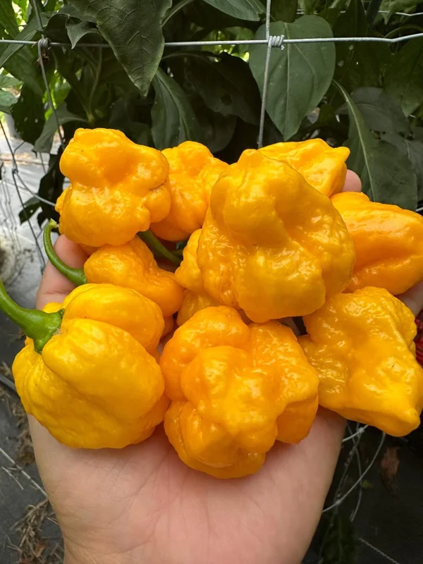 Kokomo Bonnet Pepper Seeds - Super Hot Variety - 12+ Seeds