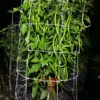 Korean Gochu x Thunder Mountain Longhorn Pepper Seeds - Unique Garden Variety