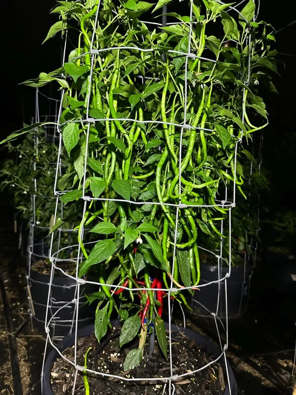 Korean Gochu x Thunder Mountain Longhorn Pepper Seeds - Unique Garden Variety