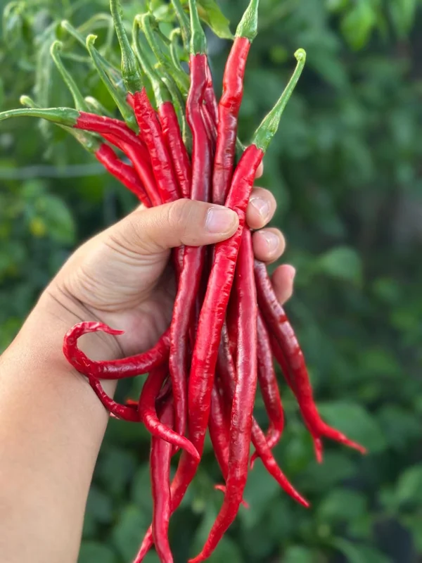 Korean Gochu x Thunder Mountain Longhorn Pepper Seeds - Unique Garden Variety