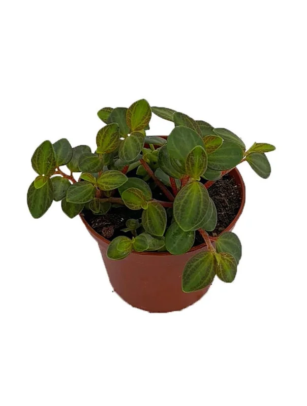 La Laja Trace Peperomia Plant - 2.5 Inch Potted Indoor Plant