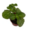 Lace Swedish Ivy Plant Plectranthus 2.5" Pot - Easy Care Indoor Plant