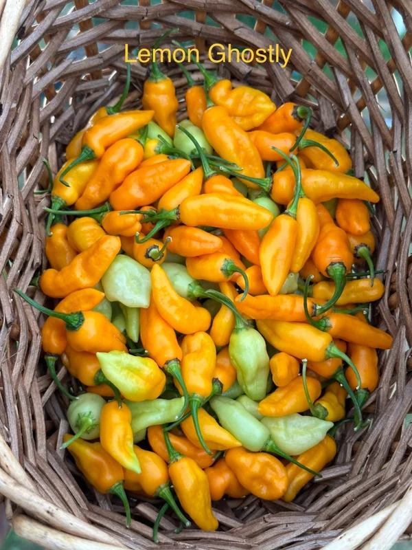 Lemon Ghostly Pepper Seeds - Super Hot Variety