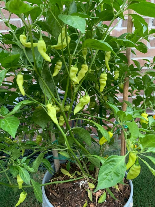 Lemon Ghostly Pepper Seeds - Super Hot Variety