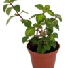 Lemon Lime Kandy Kisses Plant - Hemizygia - 2.5 Inch Pot
