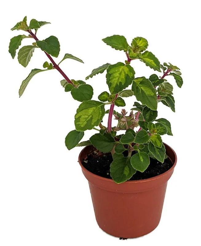 Lemon Lime Kandy Kisses Plant - Hemizygia - 2.5 Inch Pot