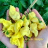 Lemon Reaper Pepper Seeds - Hot & Citrusy - Grow Your Own Peppers