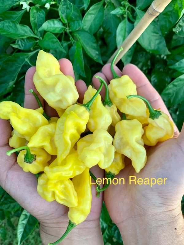Lemon Reaper Pepper Seeds - Hot & Citrusy - Grow Your Own Peppers