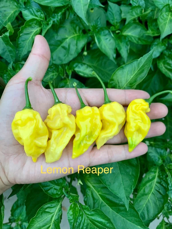 Lemon Reaper Pepper Seeds - Hot & Citrusy - Grow Your Own Peppers
