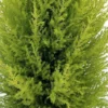 Lemon Scented Goldcrest Mini Poodle Cypress Tree - 4.5 Inch Pot - Aromatic Evergreen