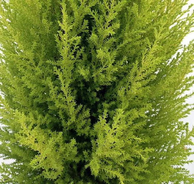 Lemon Scented Goldcrest Mini Poodle Cypress Tree - 4.5 Inch Pot - Aromatic Evergreen