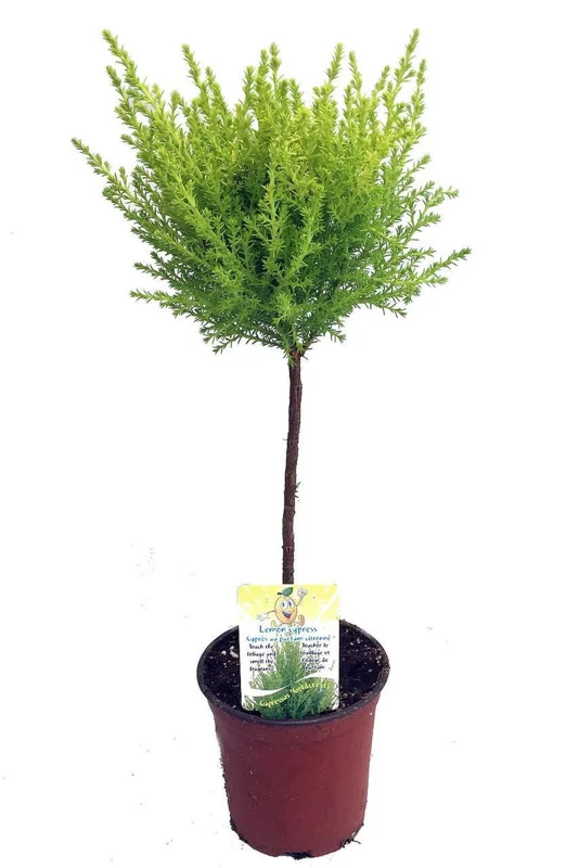 Lemon Scented Goldcrest Mini Poodle Cypress Tree - 4.5 Inch Pot - Aromatic Evergreen